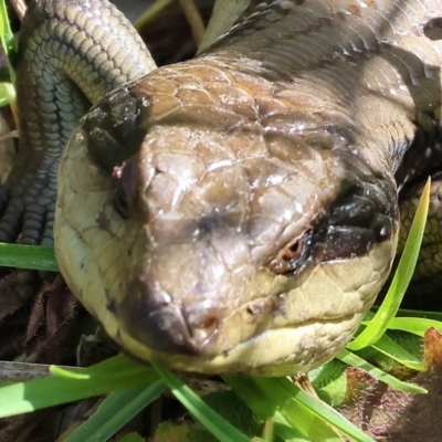 Tiliqua scincoides scincoides (Eastern Blue-tongue) at Pambula, NSW - 24 Dec 2022 by KylieWaldon