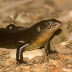 Bellatorias major (Land Mullet) at Port Macquarie, NSW - 21 Oct 2013 by AlisonMilton