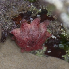 Meridiastra calcar at Port Macquarie, NSW - 20 Oct 2013 by AlisonMilton