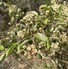 Cotoneaster glaucophyllus (Cotoneaster) at Aranda Bushland - 25 Dec 2022 by lbradley