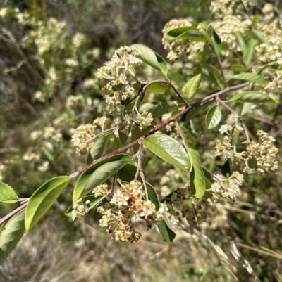 Cotoneaster glaucophyllus (Cotoneaster) at Aranda, ACT - 25 Dec 2022 by lbradley