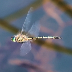 Hemicordulia australiae (Australian Emerald) at Pambula, NSW - 24 Dec 2022 by KylieWaldon