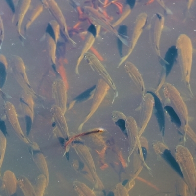 Unidentified Fish at Pambula, NSW - 24 Dec 2022 by KylieWaldon