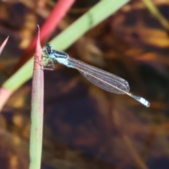 Ischnura heterosticta (Common Bluetail Damselfly) at Pambula, NSW - 24 Dec 2022 by KylieWaldon