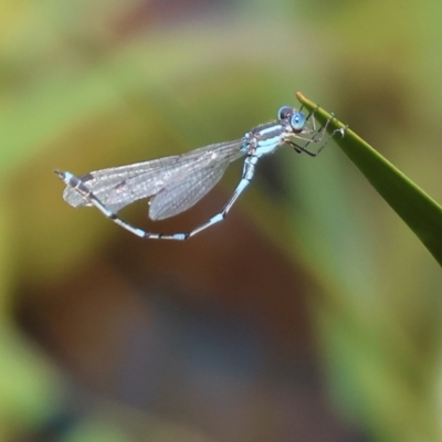 Austrolestes leda (Wandering Ringtail) at Pambula, NSW - 22 Dec 2022 by KylieWaldon