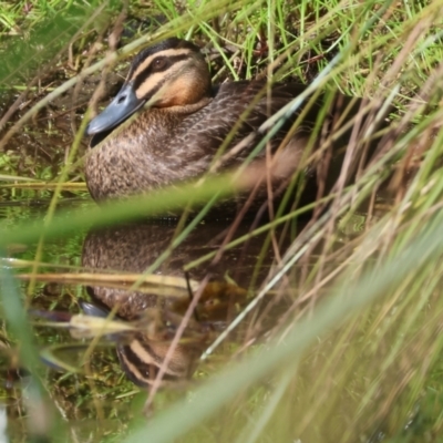 Anas superciliosa (Pacific Black Duck) at Pambula, NSW - 23 Dec 2022 by KylieWaldon