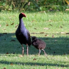 Porphyrio melanotus (Australasian Swamphen) at Pambula, NSW - 22 Dec 2022 by KylieWaldon