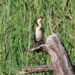 Microcarbo melanoleucos (Little Pied Cormorant) at Pambula, NSW - 22 Dec 2022 by KylieWaldon