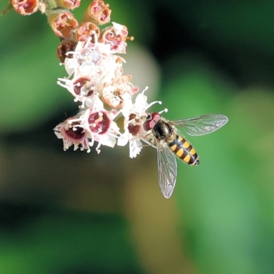 Melangyna viridiceps (Hover fly) at Pambula, NSW - 23 Dec 2022 by KylieWaldon