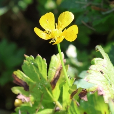 Ranunculus sp. (Buttercup) at Pambula, NSW - 23 Dec 2022 by KylieWaldon