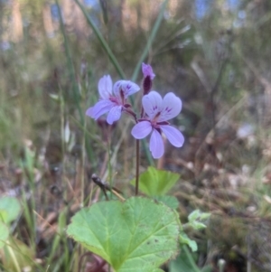 Pelargonium australe at Kowen, ACT - 24 Dec 2022