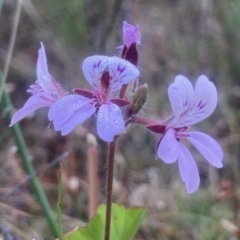 Pelargonium australe at Kowen, ACT - 24 Dec 2022