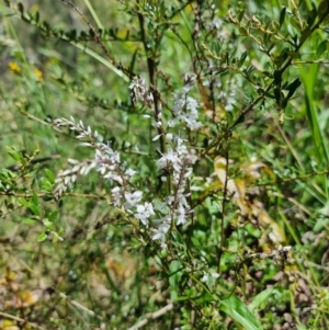 Veronica derwentiana at Captains Flat, NSW - 25 Dec 2022 02:12 PM