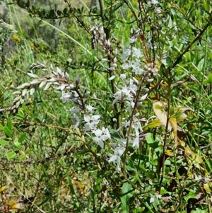 Veronica derwentiana at Captains Flat, NSW - 25 Dec 2022