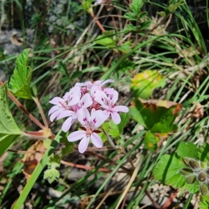 Pelargonium australe at Captains Flat, NSW - 25 Dec 2022