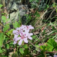 Pelargonium australe at Captains Flat, NSW - 25 Dec 2022