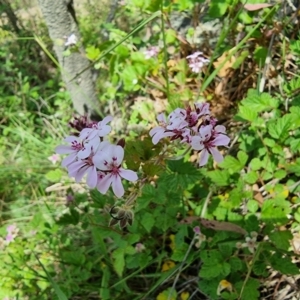 Pelargonium australe at Captains Flat, NSW - 25 Dec 2022