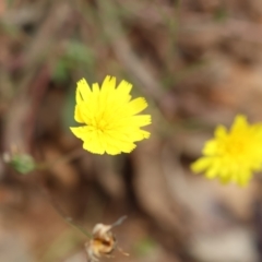 Unidentified Daisy at Kiah, NSW - 23 Dec 2022 by KylieWaldon