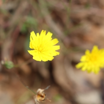 Hypochaeris radicata (Cat's Ear, Flatweed) at Kiah, NSW - 24 Dec 2022 by KylieWaldon