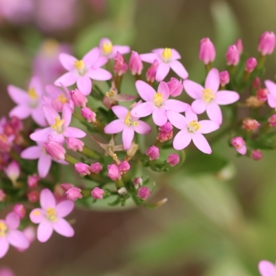 Centaurium sp. (Centaury) at Narrabarba, NSW - 24 Dec 2022 by KylieWaldon