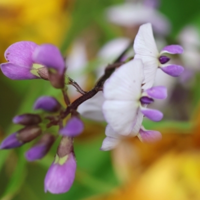Glycine sp. at Kiah, NSW - 24 Dec 2022 by KylieWaldon