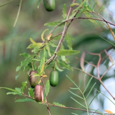 Billardiera mutabilis (Climbing Apple Berry, Apple Berry, Snot Berry, Apple Dumblings, Changeable Flowered Billardiera) at Kiah, NSW - 24 Dec 2022 by KylieWaldon