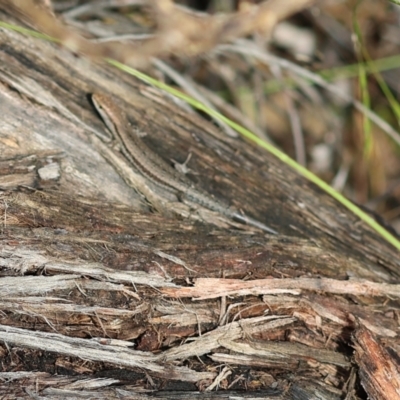 Lampropholis guichenoti (Common Garden Skink) at Kiah, NSW - 23 Dec 2022 by KylieWaldon