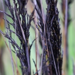 Gahnia radula (Thatch Saw-sedge) at Kiah, NSW - 23 Dec 2022 by KylieWaldon