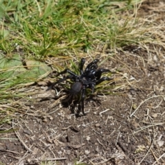 Hadronyche sp. (genus) (A funnel web) at Cotter River, ACT - 25 Dec 2022 by LOz