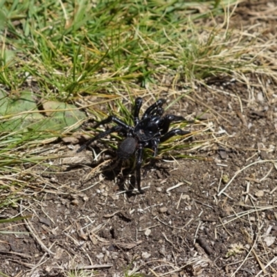 Hadronyche sp. (genus) (A funnel web) at Cotter River, ACT - 25 Dec 2022 by LOz