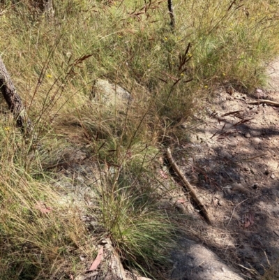 Sorghum leiocladum (Wild Sorghum) at Namadgi National Park - 24 Dec 2022 by waltraud