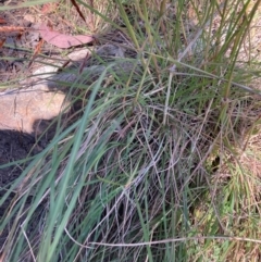 Sorghum leiocladum at Tennent, ACT - 25 Dec 2022