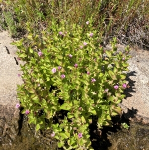 Gratiola peruviana at Tennent, ACT - suppressed