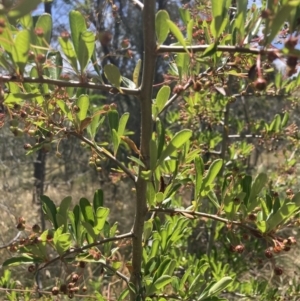 Pyracantha fortuneana at Hackett, ACT - 24 Dec 2022 02:08 PM