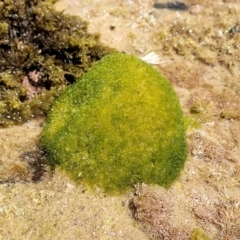 Unverified Marine Alga & Seaweed at Nambucca Heads, NSW - 25 Dec 2022 by trevorpreston