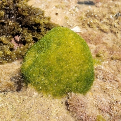 Unidentified Marine Alga & Seaweed at Nambucca Heads, NSW - 25 Dec 2022 by trevorpreston