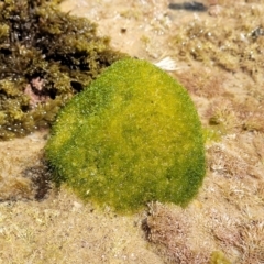 Unidentified Marine Alga & Seaweed at Nambucca Heads, NSW - 25 Dec 2022 by trevorpreston