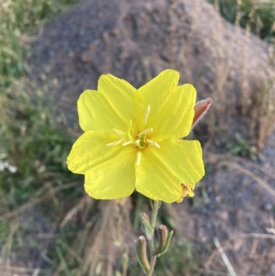 Oenothera stricta subsp. stricta (Common Evening Primrose) at Hackett, ACT - 19 Dec 2022 by waltraud