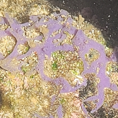 Unidentified Marine Alga & Seaweed at Nambucca Heads, NSW - 25 Dec 2022 by trevorpreston