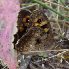 Geitoneura klugii (Marbled Xenica) at Mount Taylor - 25 Dec 2022 by MatthewFrawley