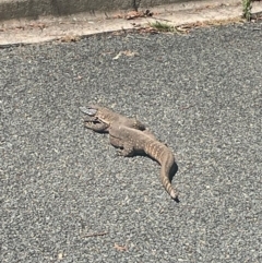 Varanus rosenbergi (Heath or Rosenberg's Monitor) at Hackett, ACT - 25 Dec 2022 by fberlan