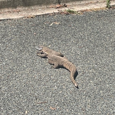 Varanus rosenbergi (Heath or Rosenberg's Monitor) at Hackett, ACT - 25 Dec 2022 by fberlan