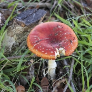 Amanita muscaria at Yarralumla, ACT - 16 May 2022