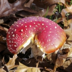 Amanita muscaria (Fly Agaric) at Yarralumla, ACT - 16 May 2022 by AlisonMilton