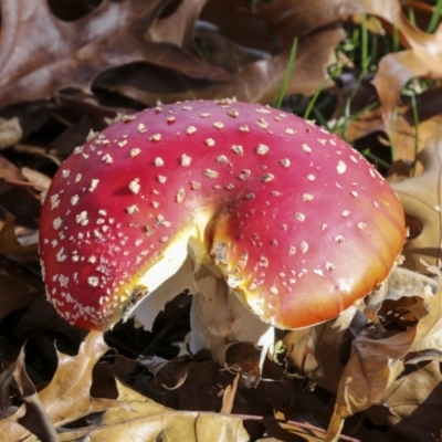 Amanita muscaria (Fly Agaric) at Yarralumla, ACT - 16 May 2022 by AlisonMilton