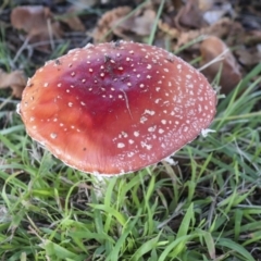 Amanita muscaria at Yarralumla, ACT - 16 May 2022