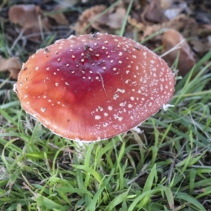 Amanita muscaria at Yarralumla, ACT - 16 May 2022 01:25 PM