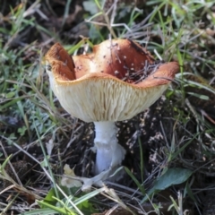 Amanita muscaria at Yarralumla, ACT - 16 May 2022