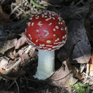 Amanita muscaria at Yarralumla, ACT - 16 May 2022