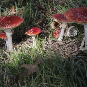 Amanita muscaria at Yarralumla, ACT - 16 May 2022